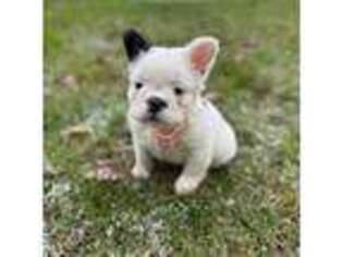 French Bulldog Puppy for sale in Homewood, IL, USA