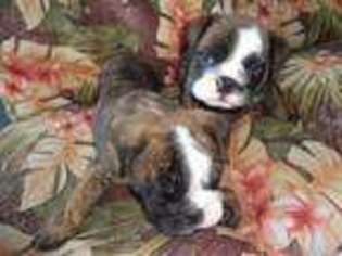 Bulldog Puppy for sale in DOUGLASSVILLE, PA, USA