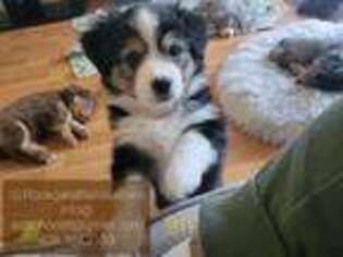 Miniature Australian Shepherd Puppy for sale in Santa Clara, CA, USA