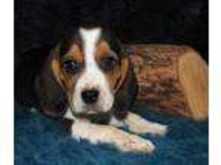 Beagle Puppy for sale in Thayer, MO, USA