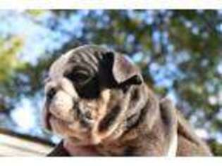 Bulldog Puppy for sale in Galveston, TX, USA