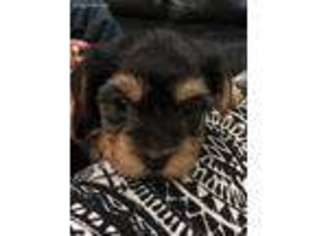 Yorkshire Terrier Puppy for sale in Rahway, NJ, USA