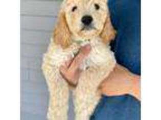 Goldendoodle Puppy for sale in Lowville, NY, USA