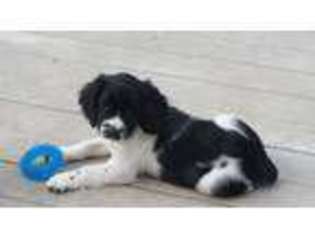 English Springer Spaniel Puppy for sale in Buffalo, MN, USA