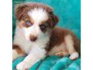 Miniature Australian Shepherd Puppy for sale in Santa Margarita, CA, USA