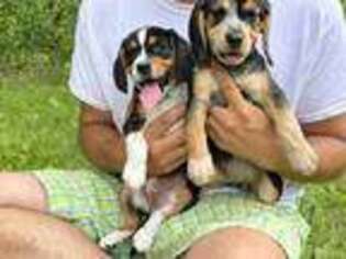 Beagle Puppy for sale in Woodstock, CT, USA
