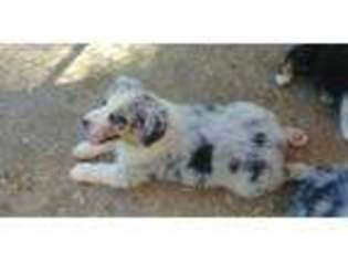 Australian Shepherd Puppy for sale in Winchester, VA, USA