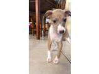 Italian Greyhound Puppy for sale in Fort Lauderdale, FL, USA