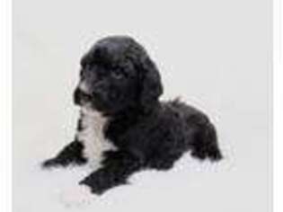 Mutt Puppy for sale in Forrest, IL, USA