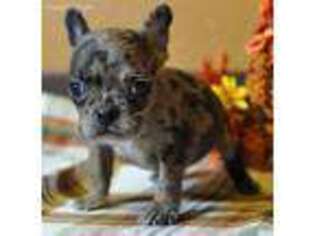 French Bulldog Puppy for sale in Little Rock, IA, USA