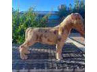Mutt Puppy for sale in Adelanto, CA, USA