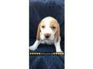 Beagle Puppy for sale in Gilbert, AZ, USA