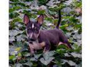 Bull Terrier Puppy for sale in Mcdonough, GA, USA