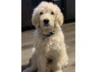 Goldendoodle Puppy for sale in Lynbrook, NY, USA