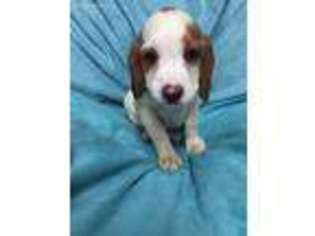 Brittany Puppy for sale in Bradley, SC, USA