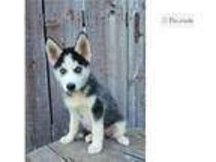 Siberian Husky Puppy for sale in Oklahoma City, OK, USA