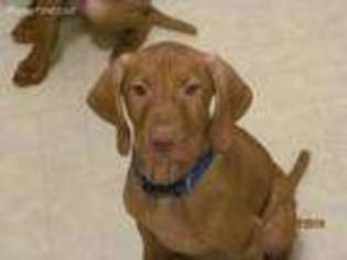Vizsla Puppy for sale in Von Ormy, TX, USA