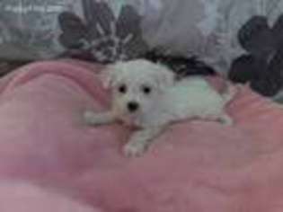 Maltese Puppy for sale in Marion, WI, USA