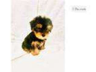 Yorkshire Terrier Puppy for sale in Oklahoma City, OK, USA