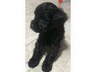 Schnoodle (Standard) Puppy for sale in Panama City, FL, USA