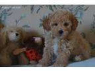 Cavapoo Puppy for sale in Warminster, PA, USA