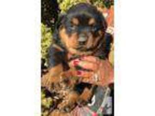 Rottweiler Puppy for sale in TORRANCE, CA, USA