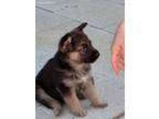 German Shepherd Dog Puppy for sale in Crescent City, CA, USA