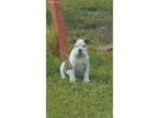 Olde English Bulldogge Puppy for sale in Sebring, FL, USA