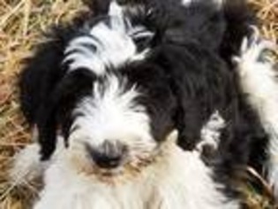 Shepadoodle Puppy for sale in Mc Clure, PA, USA