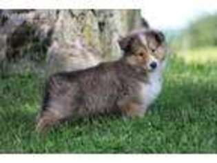 Collie Puppy for sale in Mechanicsburg, OH, USA