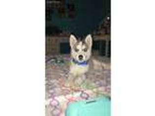 Siberian Husky Puppy for sale in Winchester, VA, USA