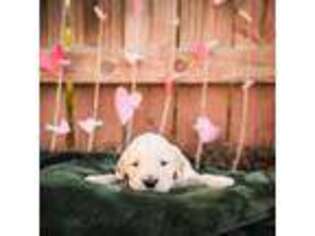 Golden Retriever Puppy for sale in Abilene, TX, USA