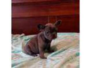 French Bulldog Puppy for sale in Lake City, SC, USA