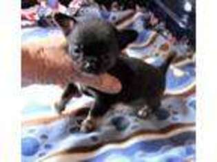 Chihuahua Puppy for sale in Gilbert, SC, USA