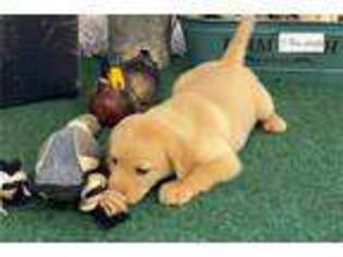 Labrador Retriever Puppy for sale in Little Rock, AR, USA