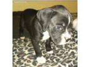 Boxer Puppy for sale in Cullman, AL, USA