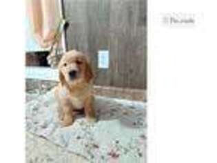 Golden Retriever Puppy for sale in Fort Wayne, IN, USA