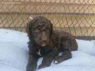 Mutt Puppy for sale in Wynantskill, NY, USA