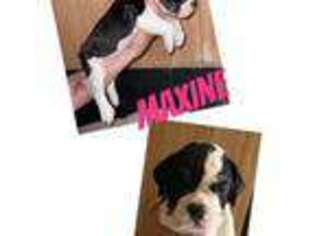 Olde English Bulldogge Puppy for sale in Canton, OH, USA