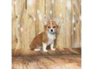 Cardigan Welsh Corgi Puppy for sale in Nashville, TN, USA