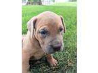 Boerboel Puppy for sale in Quarryville, PA, USA