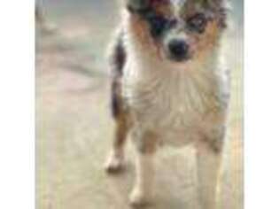 Miniature Australian Shepherd Puppy for sale in Caldwell, ID, USA