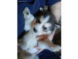 Alaskan Malamute Puppy for sale in Hilton, NY, USA