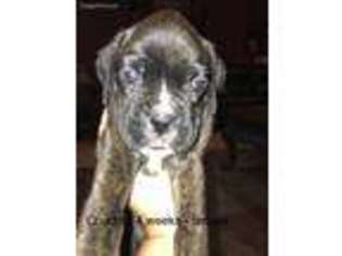 Boxer Puppy for sale in Watertown, WI, USA