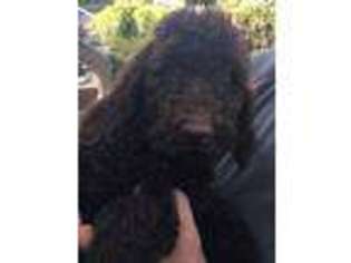 Mutt Puppy for sale in Dillon, SC, USA