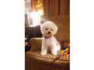 Bichon Frise Puppy for sale in Lepanto, AR, USA