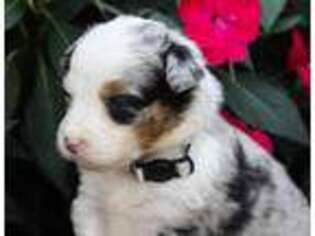 Australian Shepherd Puppy for sale in Jonesborough, TN, USA