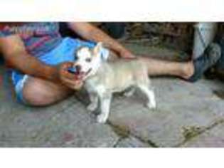 Siberian Husky Puppy for sale in Sunman, IN, USA