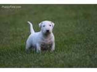 Bull Terrier Puppy for sale in Aroda, VA, USA