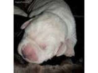 Labrador Retriever Puppy for sale in Stevens Point, WI, USA